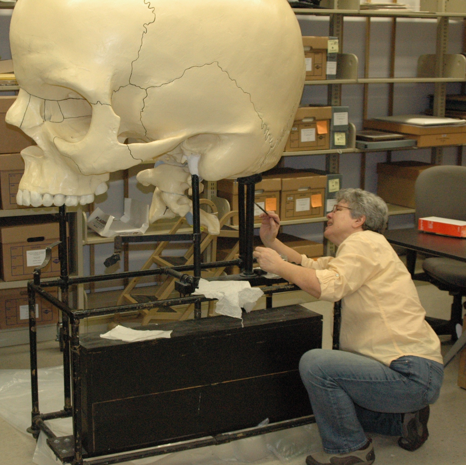 Object conservator Nina Vinogradskaya working on Dwight-Emerton skull, Warren Anatomical Museum in the Francis A. Countway Library of Medicine