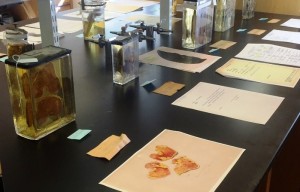 Specimens on display for Anatomy Day, 2016.