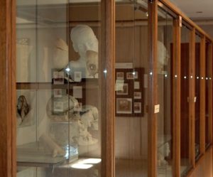Warren Anatomical Museum Gallery